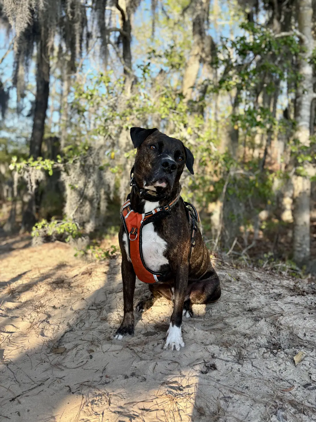 The dog on the trail