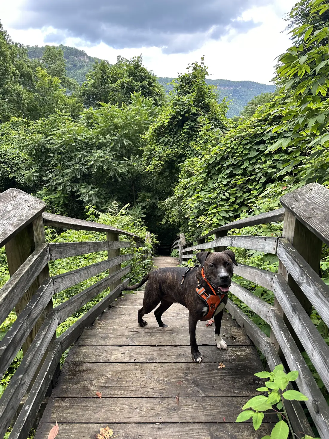The dog on the bridge