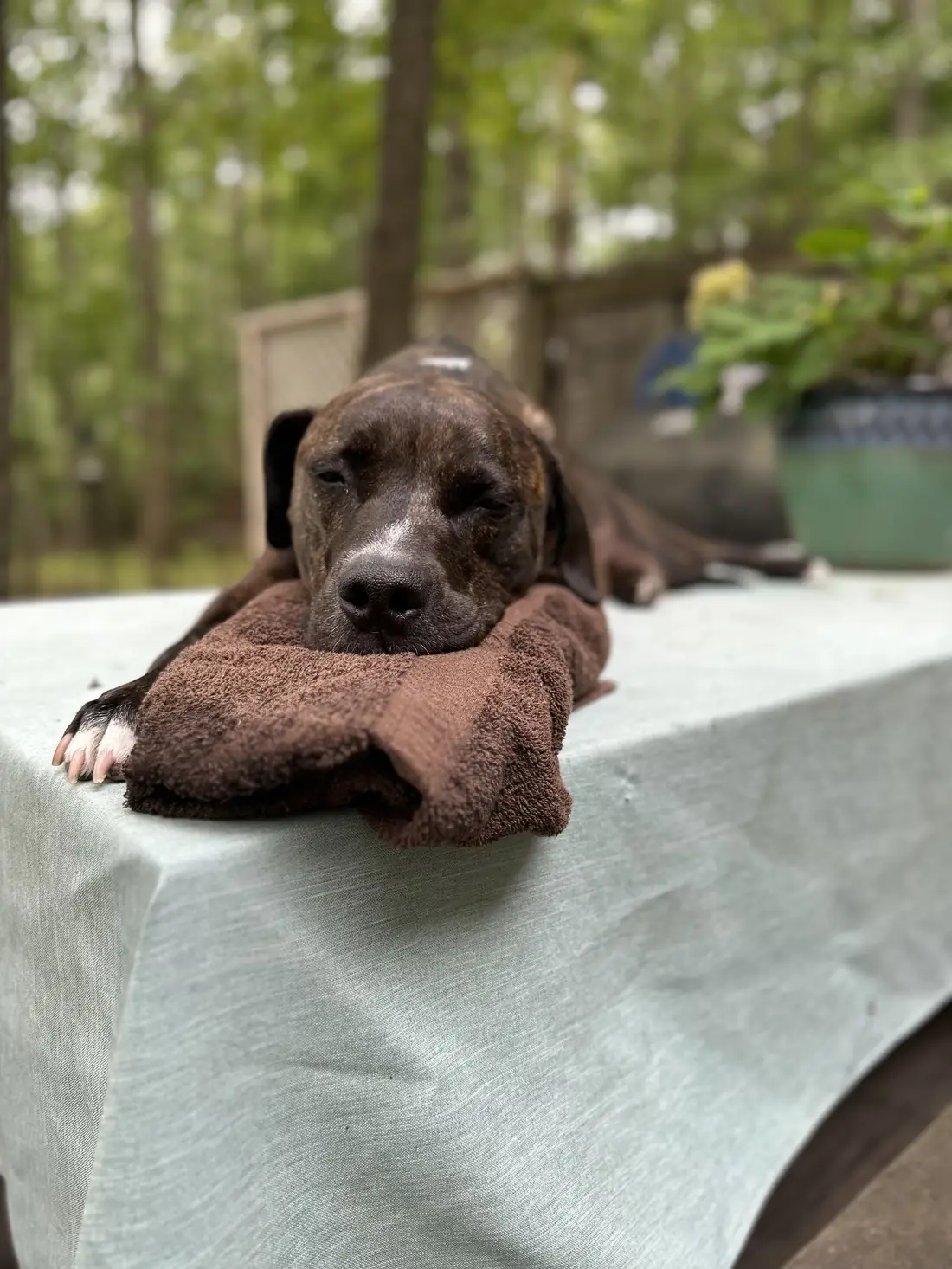 The puppy, asleep